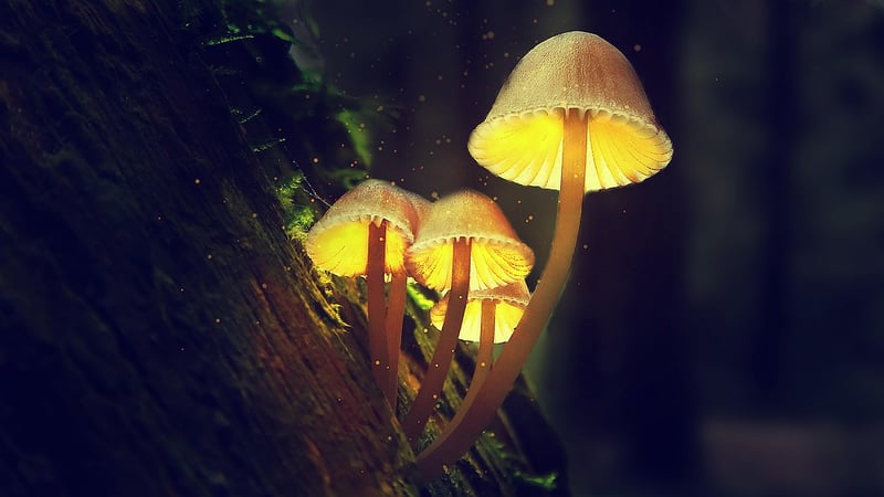 Glowing Mushrooms