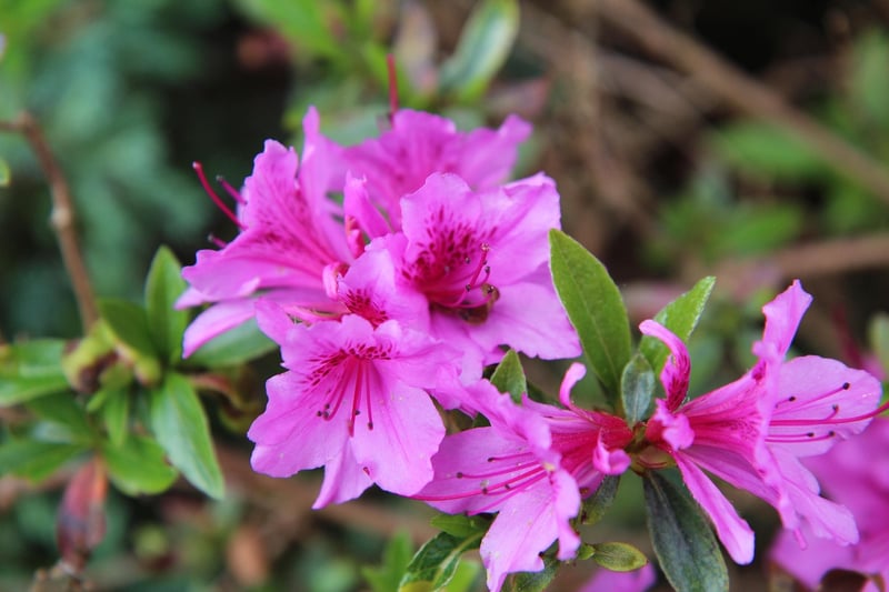Peacock Azalea