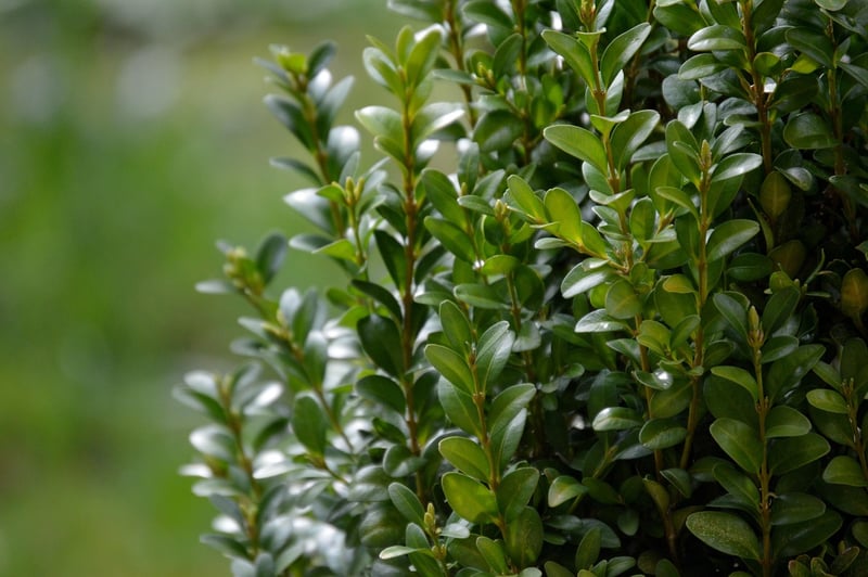 Spiral Boxwood