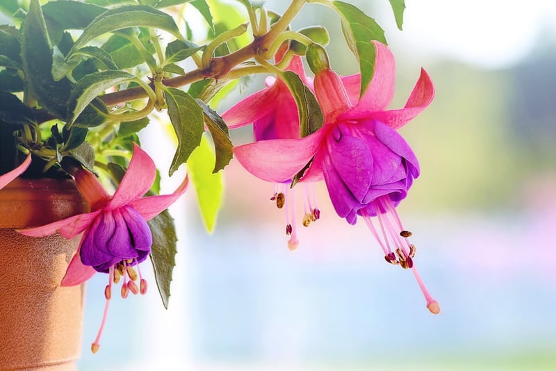 Rainbow Fuchsia