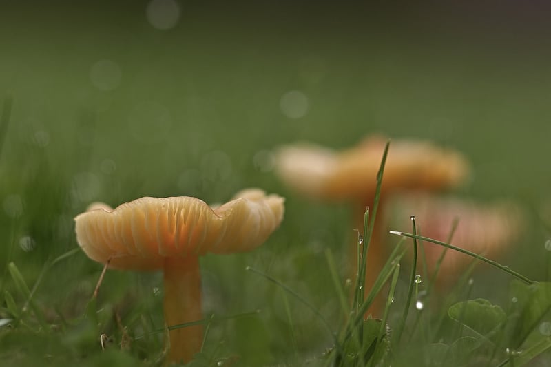 Enchanted Meadows